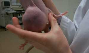 Опухоли у домашних крыс: симптомы, лечение, профилактика