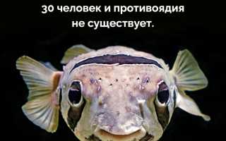 Интересные факты о рыбах для детей: самые необычные особи, умения и размеры, рекордные сведения