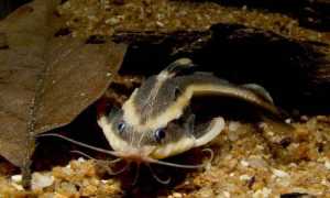 Платидорас полосатый (platydoras costatus): содержание, размножение и совместимость