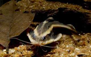 Платидорас полосатый (platydoras costatus): содержание, размножение и совместимость