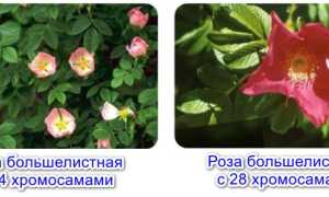 Что такое полиплоидия, ее значение и роль в образовании видов