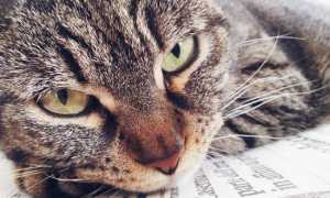 Коронавирус у кошек: симптомы, лечение, профилактика