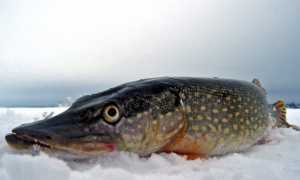 Хищные рыбы: виды плотоядных рыб из моря, рек и пресноводных водоемов; названия и описание хищников