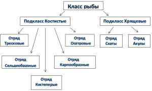 Многообразие рыб