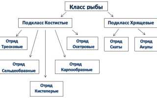 Многообразие рыб