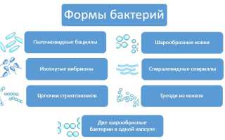 Бактерии — общая характеристика. Классификация, строение, питание и роль бактерий в природе