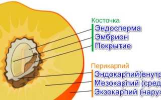 Строение и классификация плодов растений. Распространение семян и их в значение в природе и жизни человека