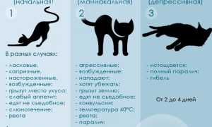 Бешенство у кошек и котов: как предотвратить смертельный вирус