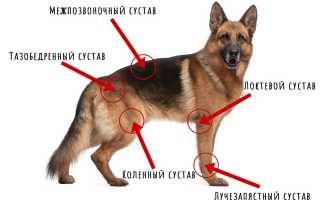 Дисплазия суставов у собак: симптомы и лечение