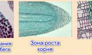 Виды растительных тканей: образовательная, покровная, основная механическая проводящая