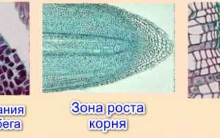 Виды растительных тканей: образовательная, покровная, основная механическая проводящая