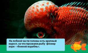 Фловер хорн (аквариумная рыбка цихлазома): содержание, уход, размножение, совместимость, кормление, фото, описание