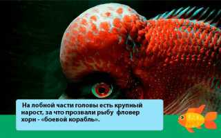 Фловер хорн (аквариумная рыбка цихлазома): содержание, уход, размножение, совместимость, кормление, фото, описание