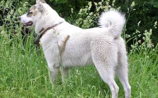westsiberianlaika