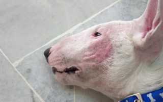 Демодекоз (Demodex canis, injai, mange) – вредоносный клещ у собак