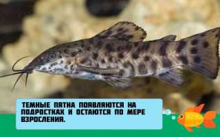 Таракатум содержание и уход за сомом: отличие самца и самки рыбки, размножение (разведение) в домашних условиях, нерест, совместимость, описание, фото
