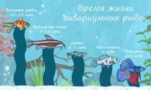 Сколько живут аквариумные рыбки: способы увеличить срок жизнь и таблица норм для разных видов