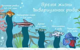 Сколько живут аквариумные рыбки: способы увеличить срок жизнь и таблица норм для разных видов