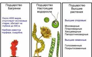 Водоросли: список разновидностей, их внешний вид, названия, характеристики сред, в которых они существуют