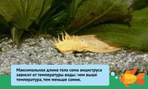 Анциструс золотой (альбинос, аквариумный желтый сом, белый): содержание, совместимость, размножение, фото, отзывы, аквариум, продолжительность жизни