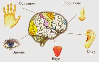 Анализаторы человека. Основное органы чувств и их функции