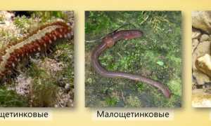 Тип Кольчатые черви: характеристика, системы органов, значение червей в природе