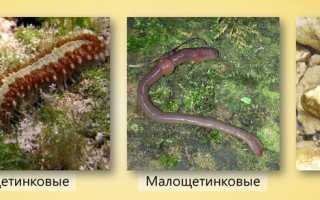 Тип Кольчатые черви: характеристика, системы органов, значение червей в природе