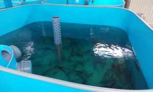 УЗВ: выращивание рыбы в мини-установках замкнутого водоснабжения