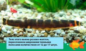 Акантофтальмус кюля (pangio kuhlii): содержание, уход, совместимость, размножение рыбки