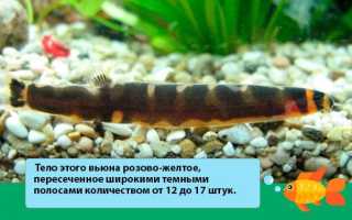 Акантофтальмус кюля (pangio kuhlii): содержание, уход, совместимость, размножение рыбки