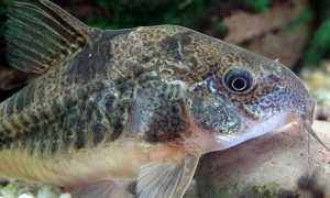 Коридорас крапчатый: уход, кормление и размножение сома Corydoras paleatus