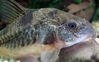 Коридорас крапчатый: уход, кормление и размножение сома Corydoras paleatus