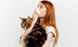 Мейн-кун: аллергия на породу — правда и мифы