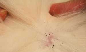 Блохи у кошек. Как вывести, лучшие средства от блох: цены и отзывы