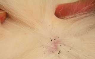 Блохи у кошек. Как вывести, лучшие средства от блох: цены и отзывы