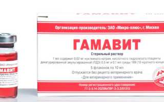Иммуномодулирующее средство для собак – Гамавит