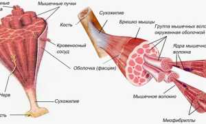Строение мышц человека, мышцы синергисты и антагонисты, принцип их работы