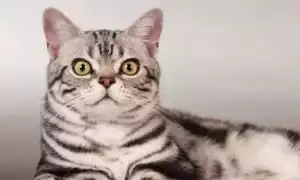 Американская короткошерстная кошка  фото, описание породы, характер, уход, стандарты