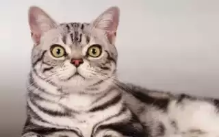 Американская короткошерстная кошка  фото, описание породы, характер, уход, стандарты