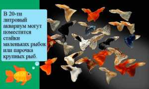 Аквариум 20 литров: сколько рыбок можно держать, оформление, кого поселить, каких рыбок, что нужно, оборудование, запуск