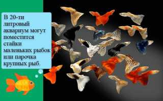 Аквариум 20 литров: сколько рыбок можно держать, оформление, кого поселить, каких рыбок, что нужно, оборудование, запуск