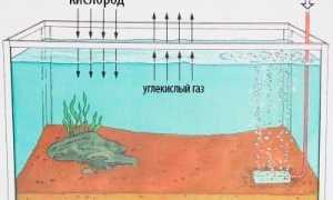 Аэрация в аквариуме (кислород, воздух): что такое и для чего нужен, подача воздуха для рыбок, своими руками (как сделать), нужна ли, способы (растения, улитки, компрессоры, распылители, фильтр, помпа, шланг, распылитель), без электричества (перекись водорода, таблетки, оксидаторы, озонирование), норма содержания, избыток