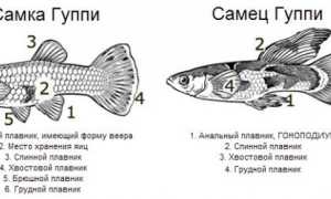 Размножение гуппи: особенности разведения, как отличить беременных самок, количество потомства за нерест