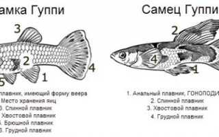 Размножение гуппи: особенности разведения, как отличить беременных самок, количество потомства за нерест