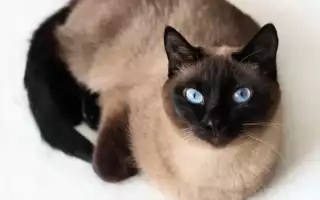 Тайская кошка  фото, описание породы, характер, уход, стандарты