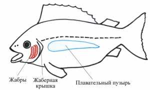 Плавательный пузырь: описание и качества воздушной камеры в теле рыб