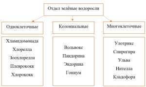 Водоросль спирогира: биологические характеристики, разновидности, цикл развития и способы размножения