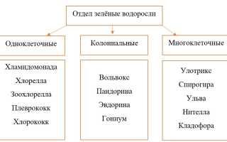 Водоросль спирогира: биологические характеристики, разновидности, цикл развития и способы размножения