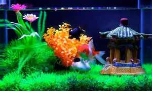 Маленький аквариум (мини, небольшой, 5, 10 литров): рыбки, как ухаживать, с одной рыбкой, оформление, дизайн, растения, уход, лампа, обогреватель