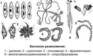 Способы размножения водорослей: половое и бесполое, вегетативный и комбинированный типы, деление спорами